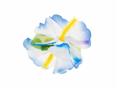 Hibiscus white-blue - 1 pc