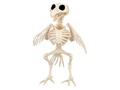 Bird skeleton - 20 cm - 1 pc.