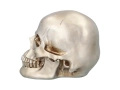 Skull - 1 pc