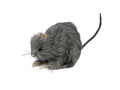 Rat 15 cm