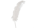 Ostrich Feather White Giant 50 cm