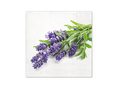 Lavender napkins - 33 cm - 20 pcs.