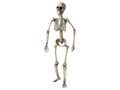 Szkielet - 160 cm