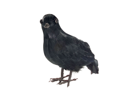 Black crow