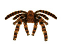 Furry Spider