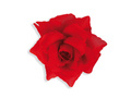 Red rose hair clip and pin - 1 pc