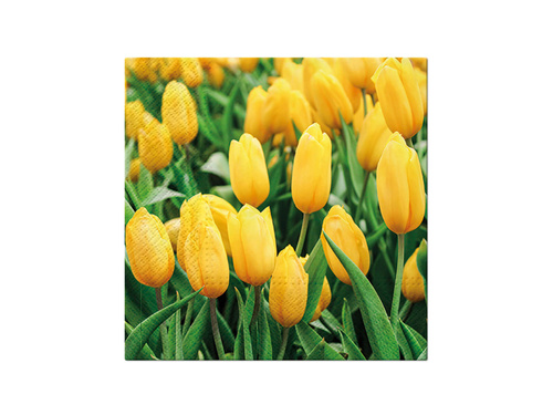 Yellow tulips napkins - 33 cm - 20 pcs.