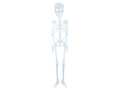 Fluorescent skeleton - 75 cm - 1 pc