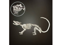 Rat skeleton - 38 cm - 1 pc.