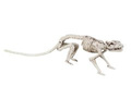 Rat skeleton - 35 cm - 1 pc.