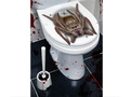 Halloween decoration WC
