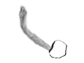 Greay Wolf Tail
