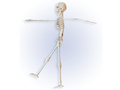 Skeleton - 40 cm - 1 pc.