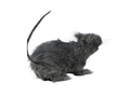 Rat with light 30 cm