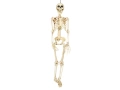 Skeleton Pendant - 90 cm