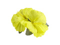 Hibiscus pink - 1 pc