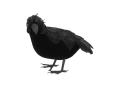 Black crow