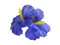 Hibiscus pink - 1 pc