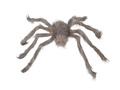 Szary Pająk - 60 cm - 1 szt.