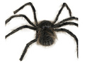 Spider 75 cm