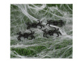 4 Plastic Spiders