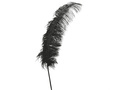 Ostrich Feather Black Giant 50 cm