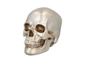 Skull - 1 pc