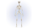 Skeleton - 90 cm - 1 pc.