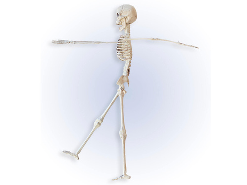 Skeleton - 40 cm - 1 pc.