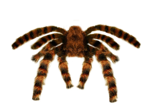 Dekoracja Pająk włochaty na Halloween - 65 cm - 1 szt.
