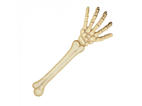 Skeleton arm - 46 cm
