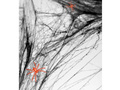 Black spider web with 2 spiders - Halloween web - 60 g.