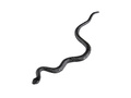 12 snakes