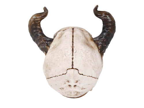Skull - 1 pc