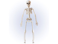 Skeleton - 40 cm - 1 pc.