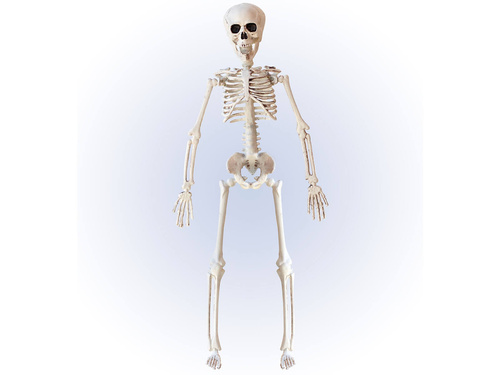 Skeleton - 40 cm - 1 pc.