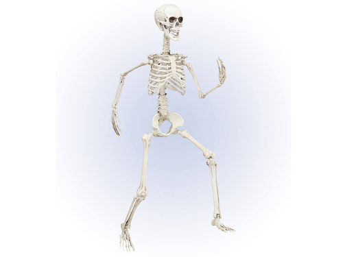 Skeleton - 90 cm - 1 pc.