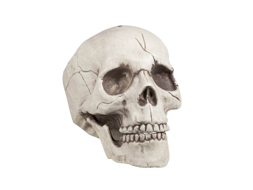 Skull 21 cm - 1 pc