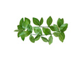 Green laurel headwreath - 1 pc.