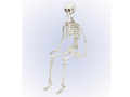 Skeleton - 90 cm - 1 pc.