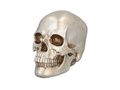 Skull - 1 pc