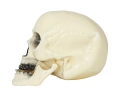 Skull 20 cm - 1 pc