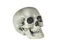 Skull 21 cm - 1 pc