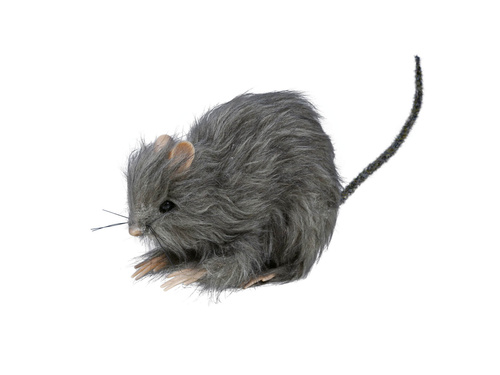 Rat 15 cm