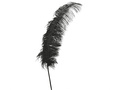 Ostrich Feather Black Giant 50 cm