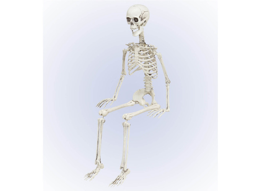 Skeleton - 90 cm - 1 pc.