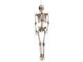 Skeleton Pendant - 160 cm