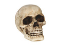Skull - 1 pc