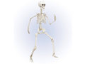 Skeleton - 90 cm - 1 pc.