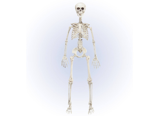 Skeleton - 90 cm - 1 pc.